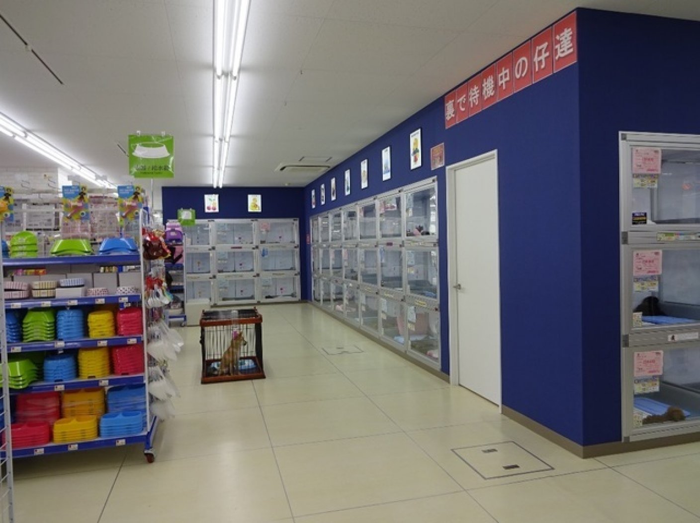 ペットショップCoo&RIKU 札幌東店の写真 1