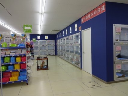 ペットショップCoo&RIKU 札幌東店