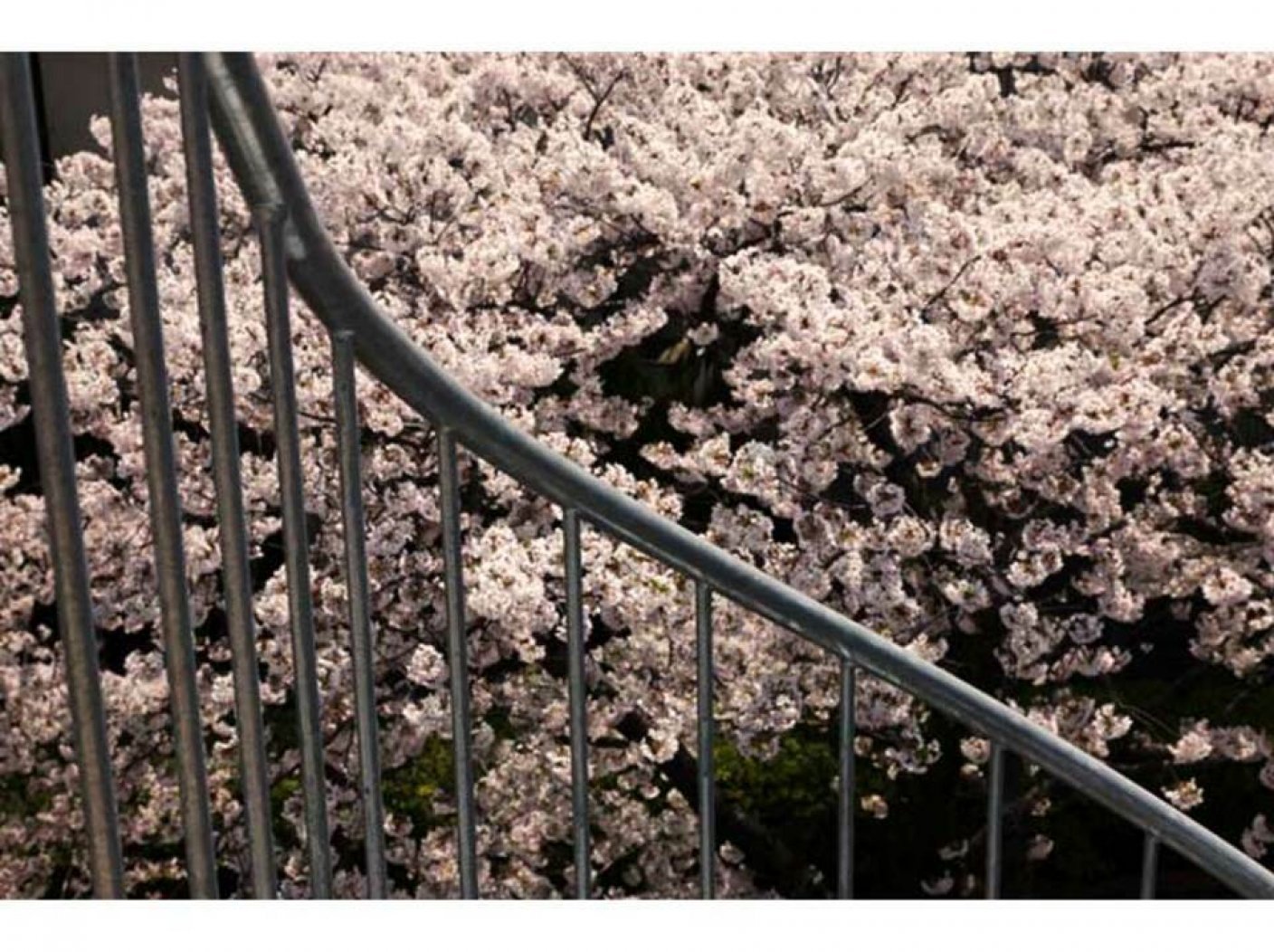 K邸 〜桜が見える家〜の写真 14