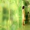 GREEN / FOGの写真 16